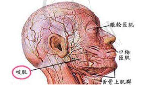 上海百达丽V - LINE瓜子脸手术128000元起预约方式