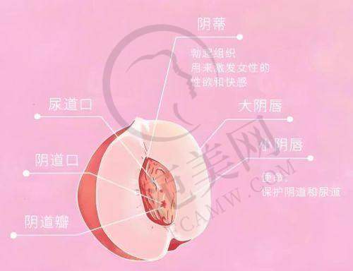 广州大阴唇整形十佳推荐——广东韩妃整形外科医院