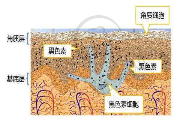李大光医生在成都天使之翼医学美容医院的职称信息