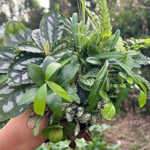 重庆牙博士口腔医院——连锁实惠的韩国美格真种植牙