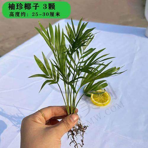 重庆附近哪家做瑞士士卓曼Straumann医院好——重庆启辰口腔门诊部